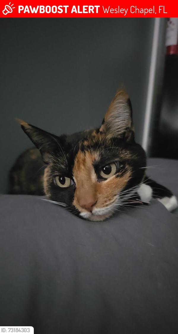 Lost Female Cat last seen Angus valley dr & woodsman dr, Wesley Chapel, FL 33544