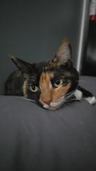 Lost Female Cat last seen Angus valley dr & woodsman dr, Wesley Chapel, FL 33544