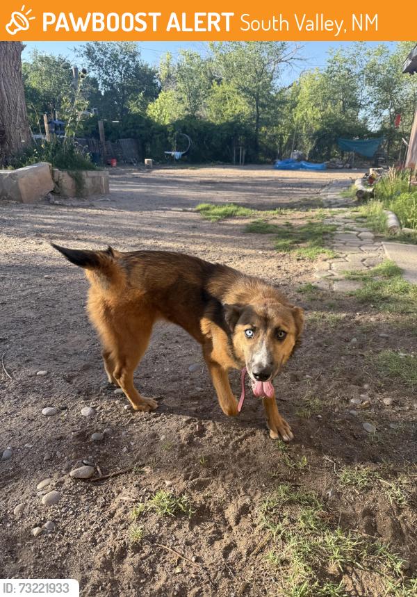 Found/Stray Unknown Dog last seen Rio Grande HS, South Valley, NM 87105