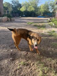 Found/Stray Unknown Dog last seen Rio Grande HS, South Valley, NM 87105