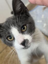 Found/Stray Unknown Cat last seen Columbia Memorial Space Center, Downey, CA 90242
