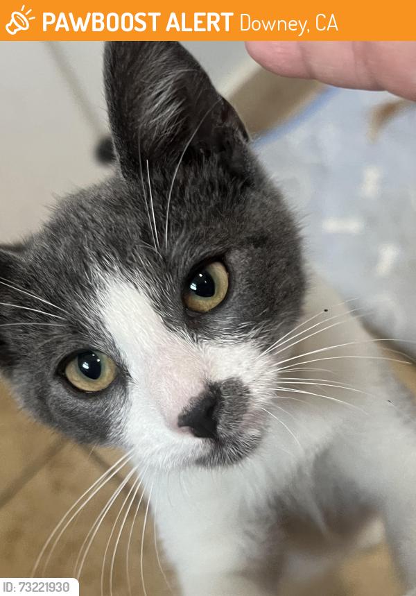 Found/Stray Unknown Cat last seen Columbia Memorial Space Center, Downey, CA 90242