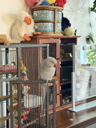 Lost Male Bird last seen Garbino and Ventura, Cathedral City, CA 92234