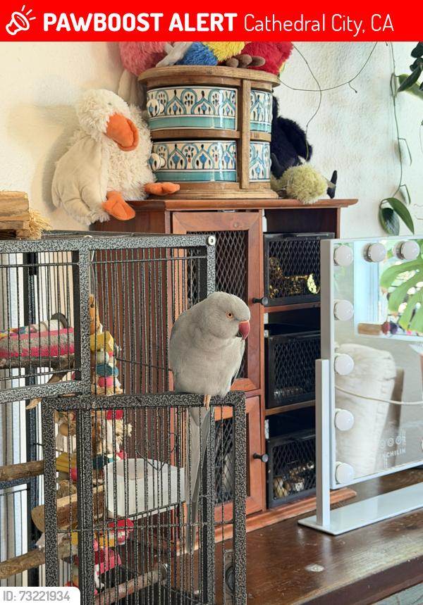 Lost Male Bird last seen Garbino and Ventura, Cathedral City, CA 92234