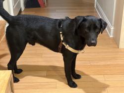 Found/Stray Male Dog last seen Ridge road, Jackson springs, Foxfire, NC 27281