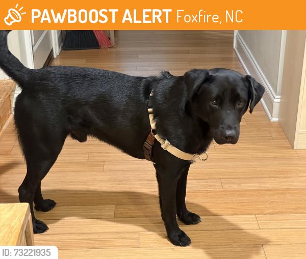 Found/Stray Male Dog last seen Ridge road, Jackson springs, Foxfire, NC 27281