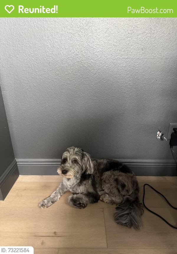 Reunited Female Dog last seen Near Via Roma Circle Clermont FL 34711, Clermont, FL 34711
