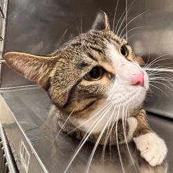 Shelter Stray Male Cat last seen Near NE 22nd Street, DES MOINES (Polk County), IA, 50313, Des Moines, IA 50313