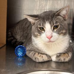 Shelter Stray Male Cat last seen Near NE 22nd Street, DES MOINES (Polk County), IA, 50313, Des Moines, IA 50313