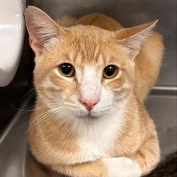 Shelter Stray Male Cat last seen Near NE 22nd Street, DES MOINES (Polk County), IA, 50313, Des Moines, IA 50313