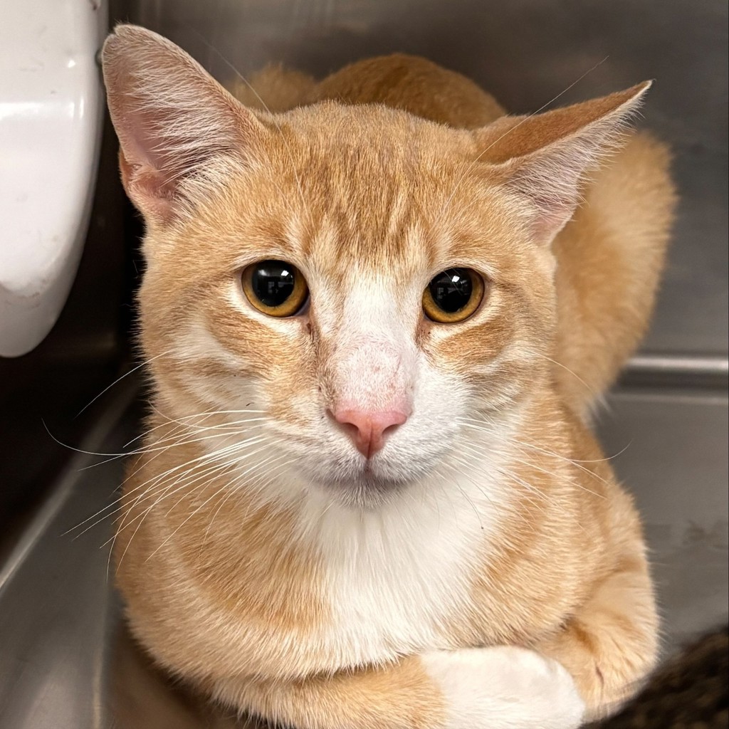 Shelter Stray Male Cat last seen Near NE 22nd Street, DES MOINES (Polk County), IA, 50313, Des Moines, IA 50313