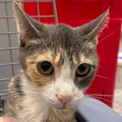 Shelter Stray Female Cat last seen Near NE 22nd Street, DES MOINES (Polk County), IA, 50313, Des Moines, IA 50313