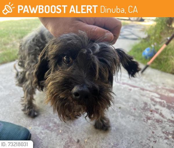 Found/Stray Male Dog last seen Adelaide, Dinuba, CA 93618