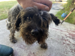 Found/Stray Male Dog last seen Adelaide, Dinuba, CA 93618