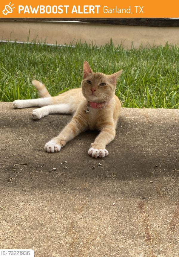 Found/Stray Female Cat last seen Parkmont and Larry, Garland, TX 75041
