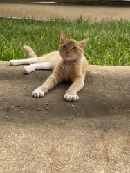 Found/Stray Female Cat last seen Parkmont and Larry, Garland, TX 75041