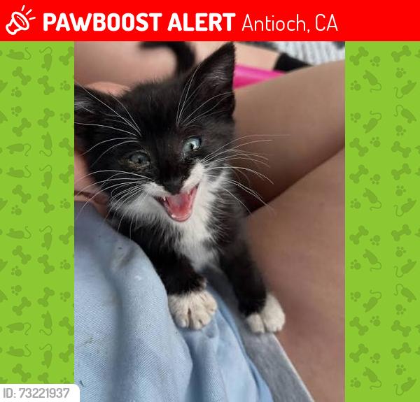 Lost Female Cat last seen Secamore dr, Antioch, CA 94509