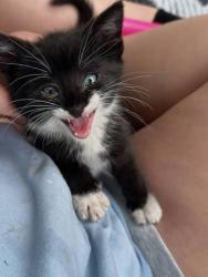 Lost Female Cat last seen Secamore dr, Antioch, CA 94509