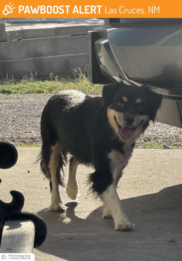 Found/Stray Unknown Dog last seen Evelyn street and Mulberry, Las Cruces, NM 88001