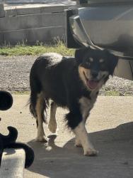 Found/Stray Unknown Dog last seen Evelyn street and Mulberry, Las Cruces, NM 88001