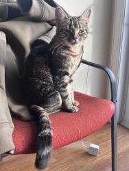 Lost Female Cat last seen 16th, Oxford, master, Philadelphia, PA 19121
