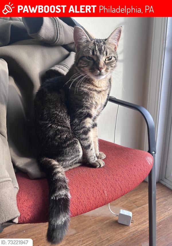 Lost Female Cat last seen 16th, Oxford, master, Philadelphia, PA 19121