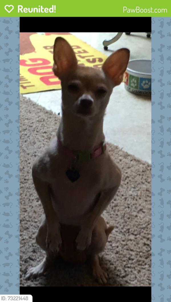 Reunited Female Dog last seen Down the hill from Madrona school on 236th st Sw Edmonfs, Edmonds, WA 98026