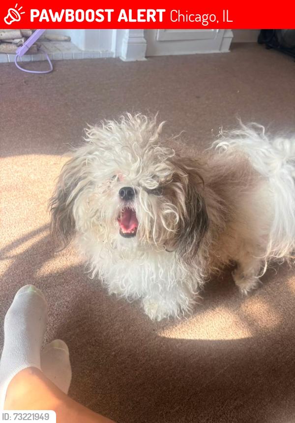 Lost Male Dog last seen Laflin, Chicago, IL 60620