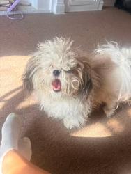 Lost Male Dog last seen Laflin, Chicago, IL 60620