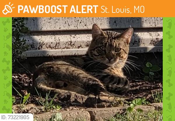 Found/Stray Male Cat last seen Holly Hills & Henry Avenue, St. Louis, MO 63116