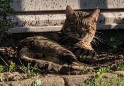 Found/Stray Male Cat last seen Holly Hills & Henry Avenue, St. Louis, MO 63116