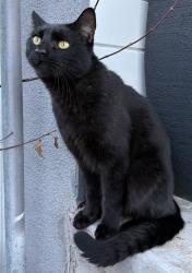 Lost Male Cat last seen E Empire St / N 12th St, San Jose, CA 95112