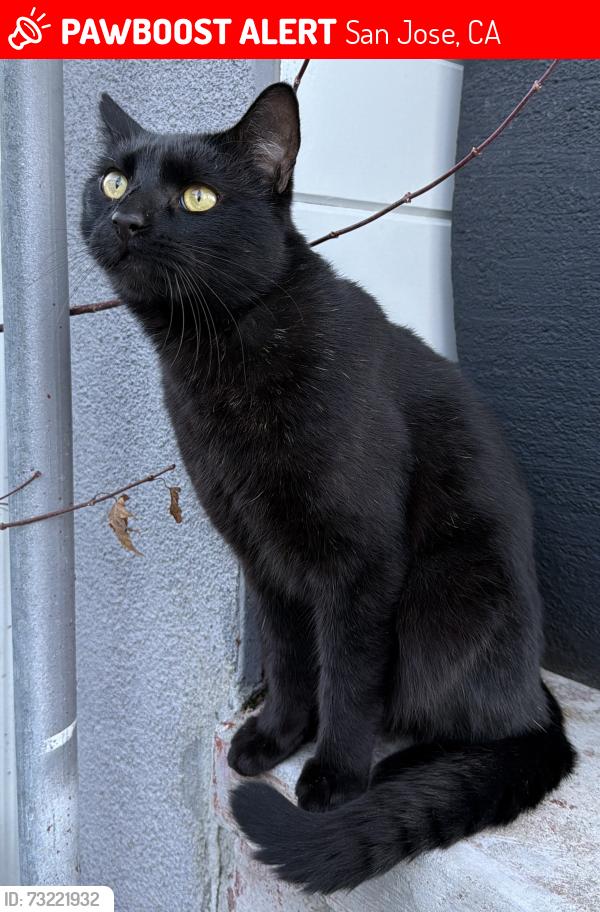 Lost Male Cat last seen E Empire St / N 12th St, San Jose, CA 95112