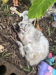 Reunited Female Cat last seen Near E Briar Cir, Crowley, TX 76036, USA, Crowley, TX 76036
