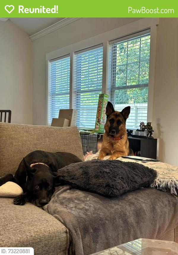 Reunited Female Dog last seen Chapman & Semmes, East Point, GA 30344