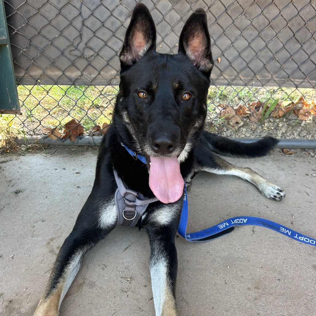 Shelter Stray Male Dog last seen , 361 S Raymond Ave, Pasadena, CA 91105, USA