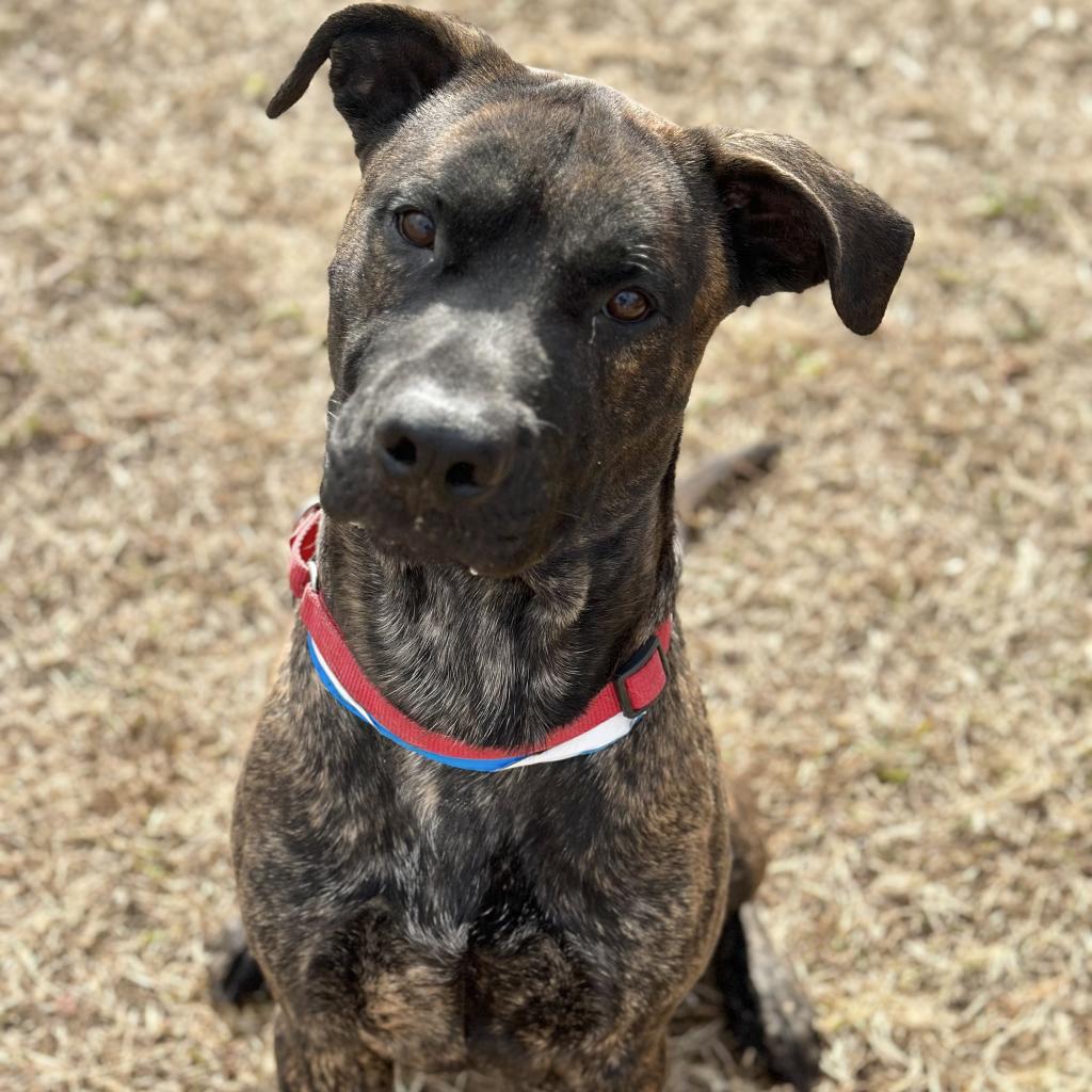 Shelter Stray Male Dog last seen , 4500 N Access Rd, Chattanooga, TN 37415, USA