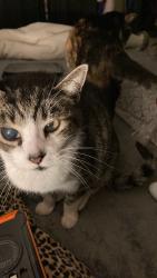 Lost Male Cat last seen University, Centennial, CO 80122