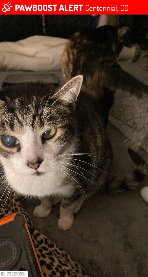 Lost Male Cat last seen University, Centennial, CO 80122