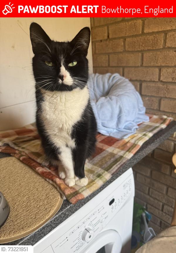 Lost Male Cat last seen Clover Hill, Wendene, Yaxley Way, Bowthorpe, England 