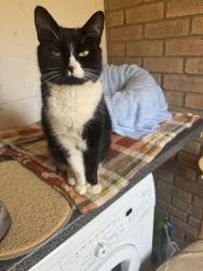 Lost Male Cat last seen Clover Hill, Wendene, Yaxley Way, Bowthorpe, England 