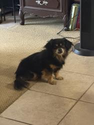 Reunited Male Dog last seen Near Dunbeck Ct, Las Vegas, NV 89156, USA, Las Vegas, NV 89156