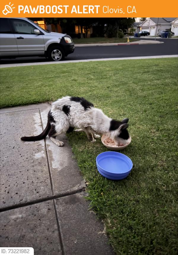 Found/Stray Unknown Cat last seen Shaw/Armstrong, Clovis, CA 93611