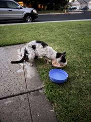 Found/Stray Unknown Cat last seen Shaw/Armstrong, Clovis, CA 93611