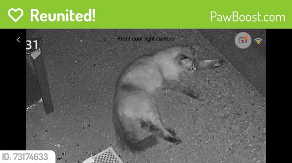 Reunited Unknown Cat last seen Landmark at Patterson apt complex, Richmond, VA 23229
