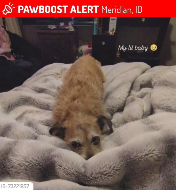 Lost Male Dog last seen Meridian Idaho Near Chateau Meadows Naighborhood, Meridian, ID 83646
