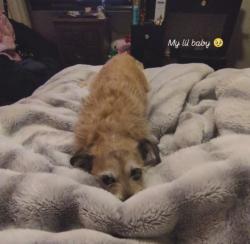 Lost Male Dog last seen Meridian Idaho Near Chateau Meadows Naighborhood, Meridian, ID 83646