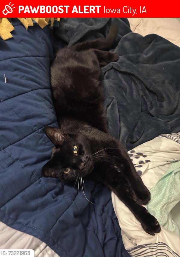Lost Male Cat last seen Aaron Drive and 400th st., Iowa City, IA 52240