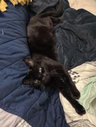 Lost Male Cat last seen Aaron Drive and 400th st., Iowa City, IA 52240