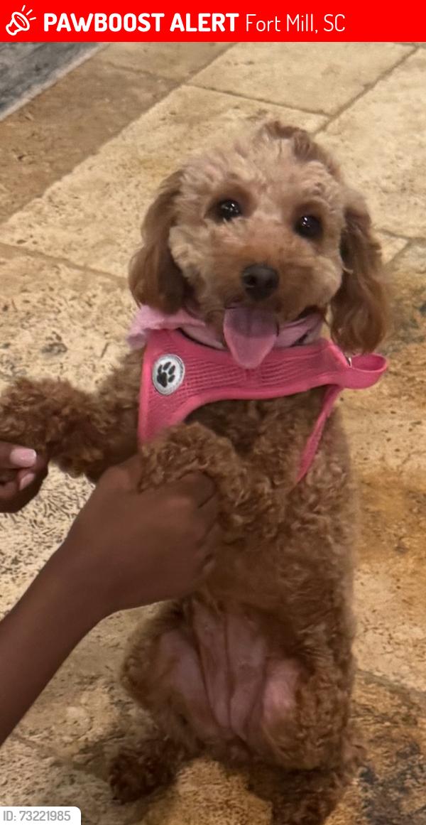 Lost Female Dog last seen Dobys bridge rd, Fort Mill, SC 29715